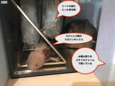 米国ArtsOnDeskモダンアートマガジンボックスとウーパールーパー