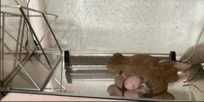 広々とした水槽のウーパールーパー