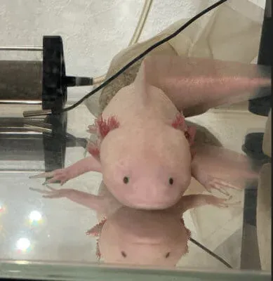 ウーパールーパーが人間の方を向いている