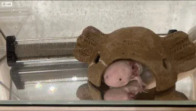 透明になったウーパールーパー水槽1