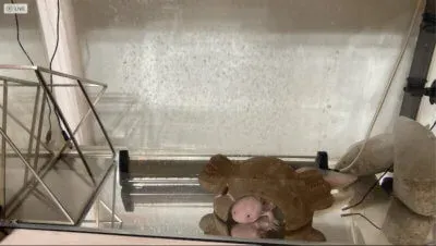 透明になったウーパールーパー水槽2