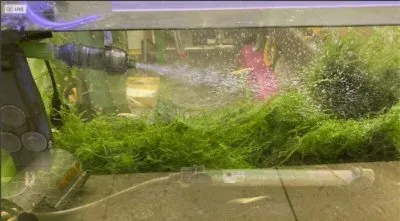 3週間水替えしていないメダカ水槽（日中）