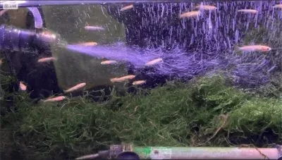 夜も透明なメダカ水槽