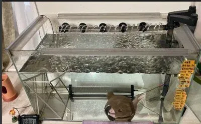 10L分水を抜いた水槽