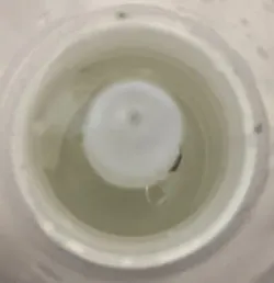 溜まった液をそのまま洗濯機へ投入