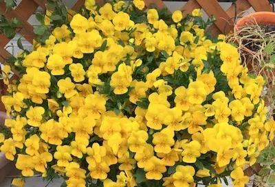 2018年4月の花1