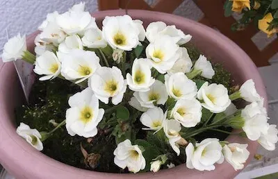 2018年4月の花2