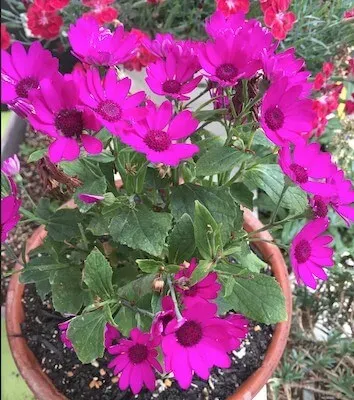 2018年5月の花1