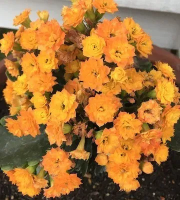 2018年5月の花2