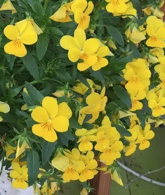 花