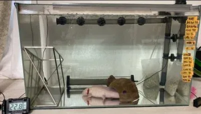 水槽のシャワー音やエアレーションが喧しいのでしずかーにしてみた