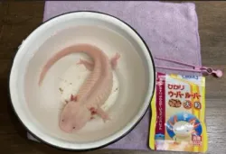 ひかりウーパールーパー大粒