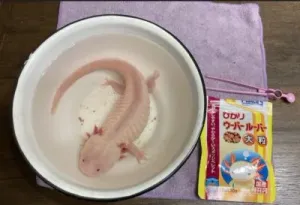 2020年9月のうーさん（30粒近く食べた後）