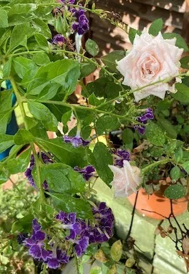 薔薇