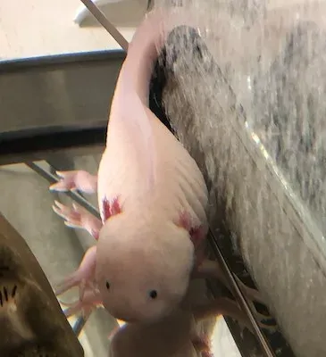 ウーパールーパーの腹が膨れる、腹水？