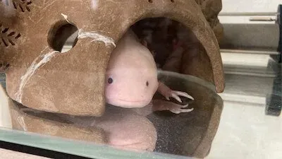 絶食して2週間、ウーパールーパーのうーさん、復活したかも