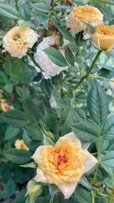 薔薇