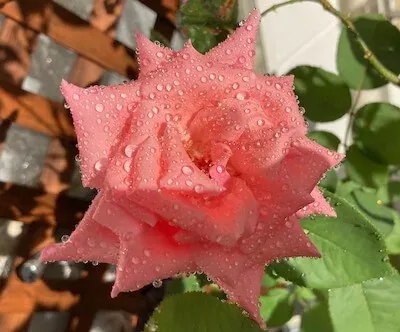 薔薇