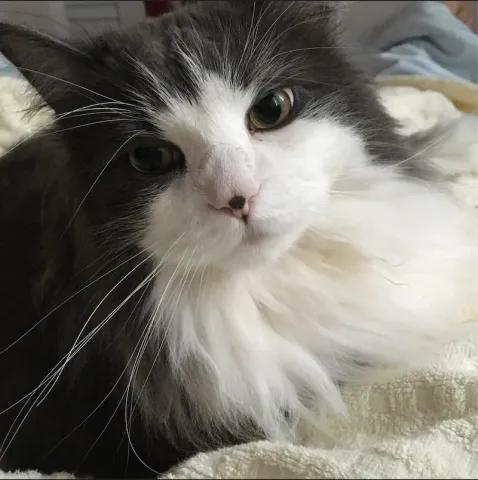 ノルウェージャンフォレストキャット
