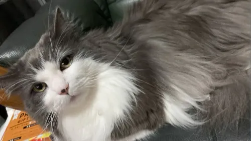 なでてと甘えるノルウェージャンフォレストキャット