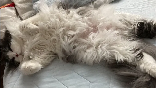 子猫をお迎えしたらしておきたいこと