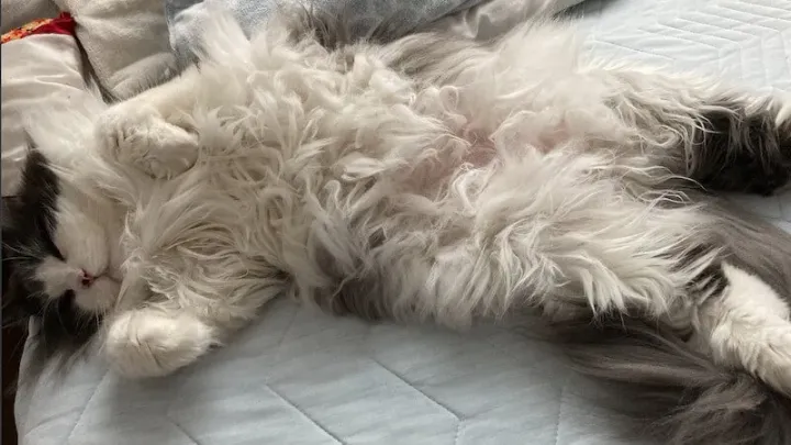 子猫をお迎えしたらしておきたいこと