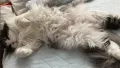 AIRBUGGY FOR PET（エアバギー） DOME2（ドーム2） ペットカート／コット（取り外して単体キャリー利用可・耐荷重SM 10kg／M 15kg）