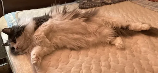 猫の選び方