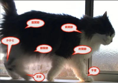 柔軟に伸びるノルウェージャンフォレストキャットの足