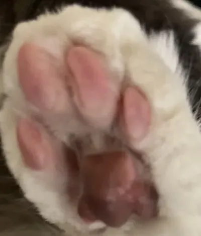 後ろ足の裏と肉球