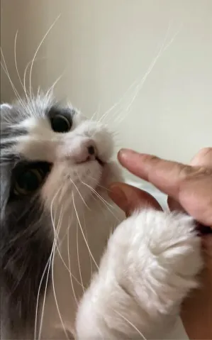 もふハンドで挟まれてご飯を手から食べるノルウェージャンフォレストキャット