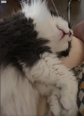 猫を迎え入れる人へ