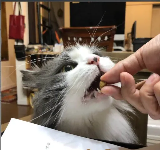 牙がかわいい猫様