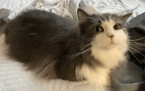 すっきり片付いたデスクの上からこちらを見つめるノルウェージャンフォレストキャット