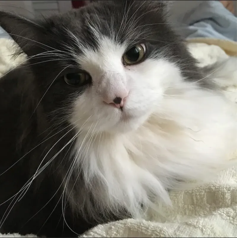 ノルウェージャンフォレストキャット