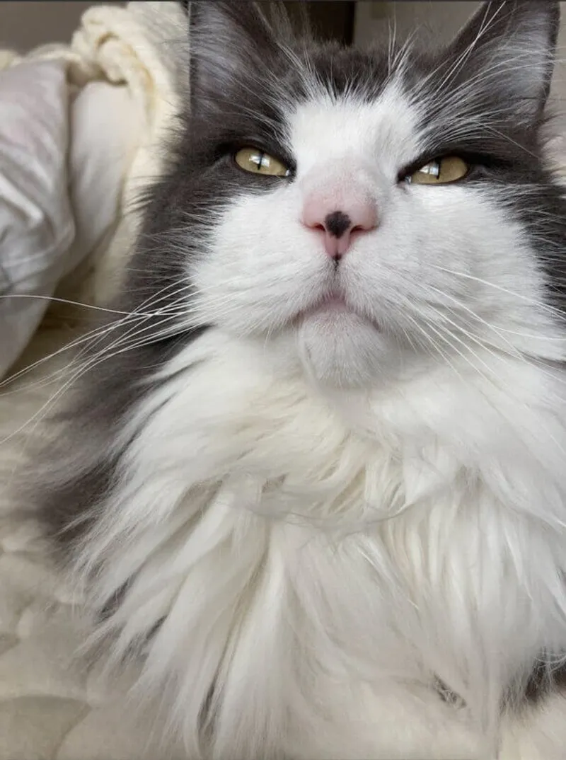 ノルウェーの森のルーナさん